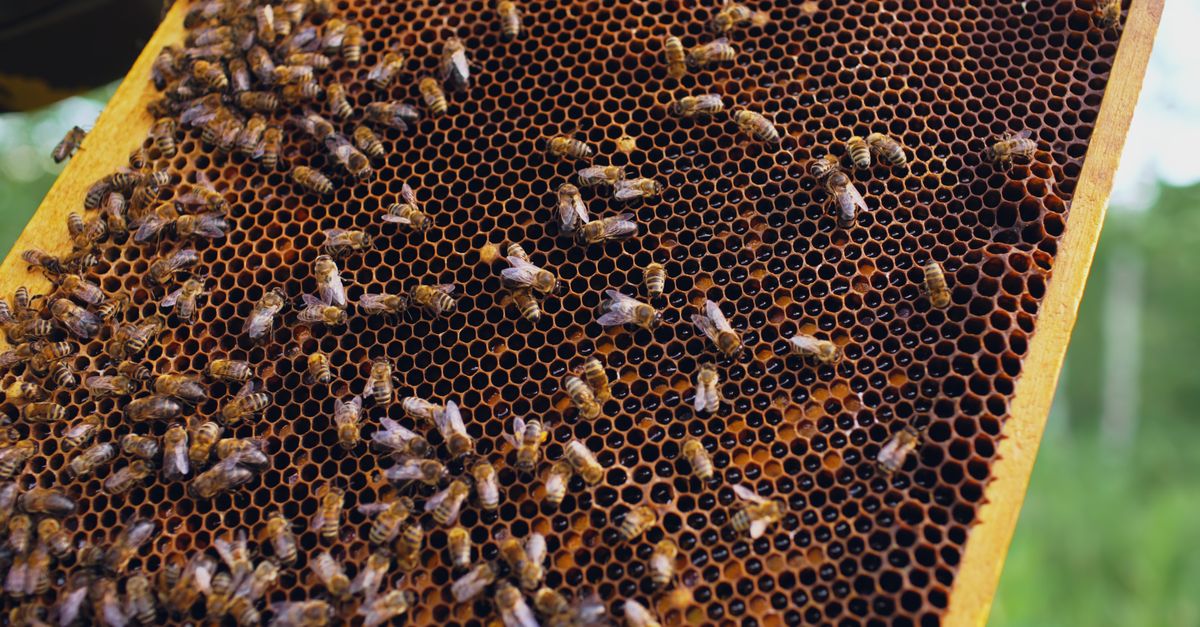Honningbier på en tavle i bistaden – Propolis i hudpleje – Trondahl Skincare