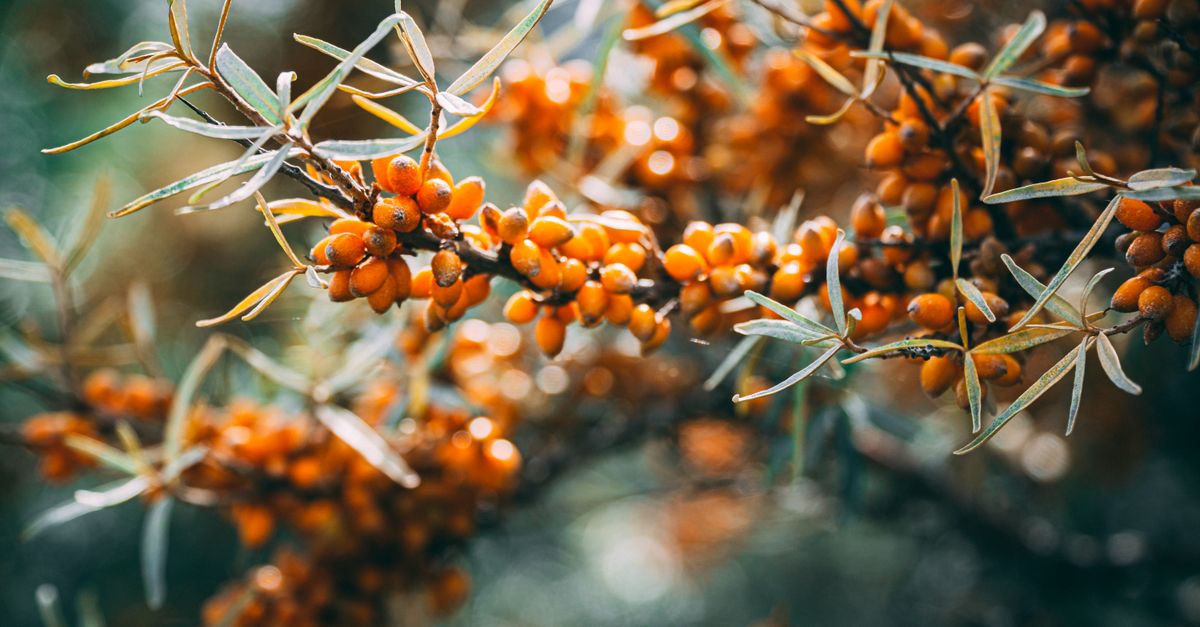 Orange havtornbær på grenene – Havtornolie i hudpleje – Trondahl Skincare