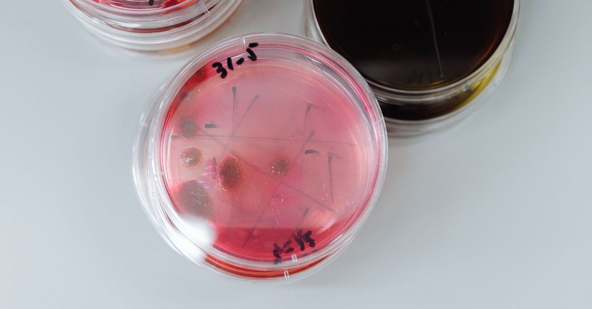Petriskåle med bakteriekulturer i et laboratorium – Bifida ferment lysate – Trondahl Skincare